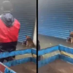 WATCH: चेन्नई में बाढ़ में फंसे आवारा कुत्तों को बचाते लोगों का वीडियो वायरल